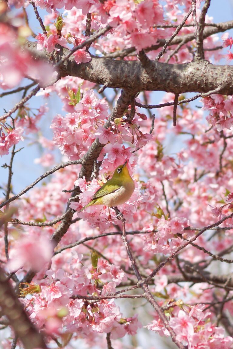 メジロwith桜はサクジローというらしい。