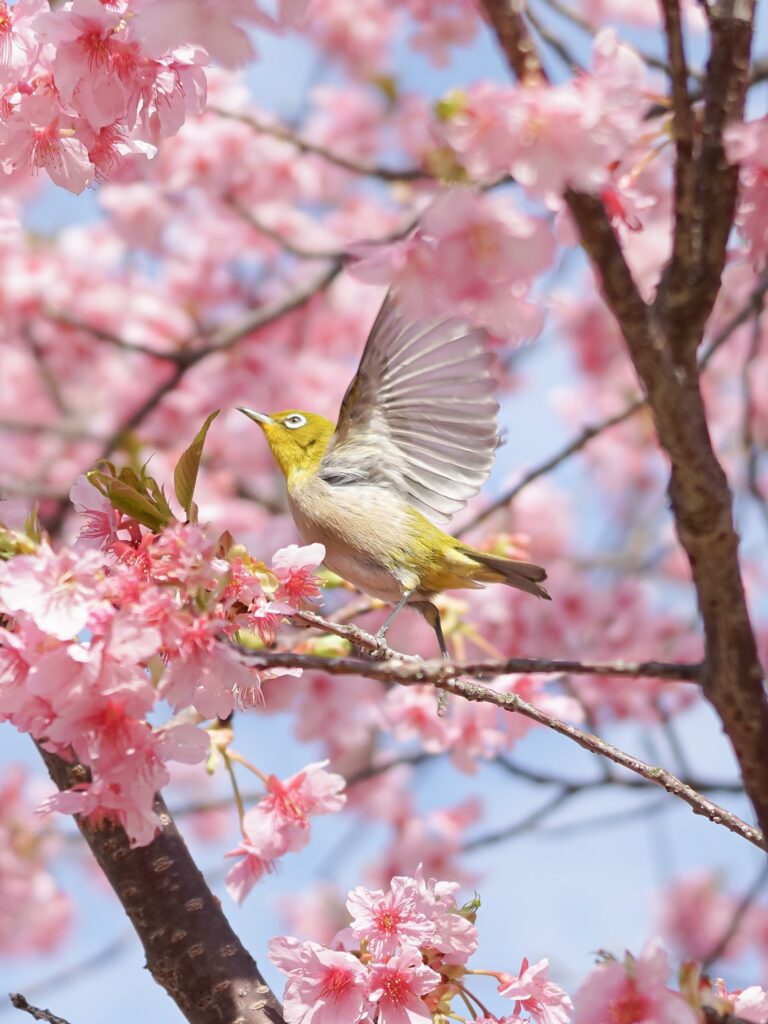 メジロwith桜はサクジローというらしい。2